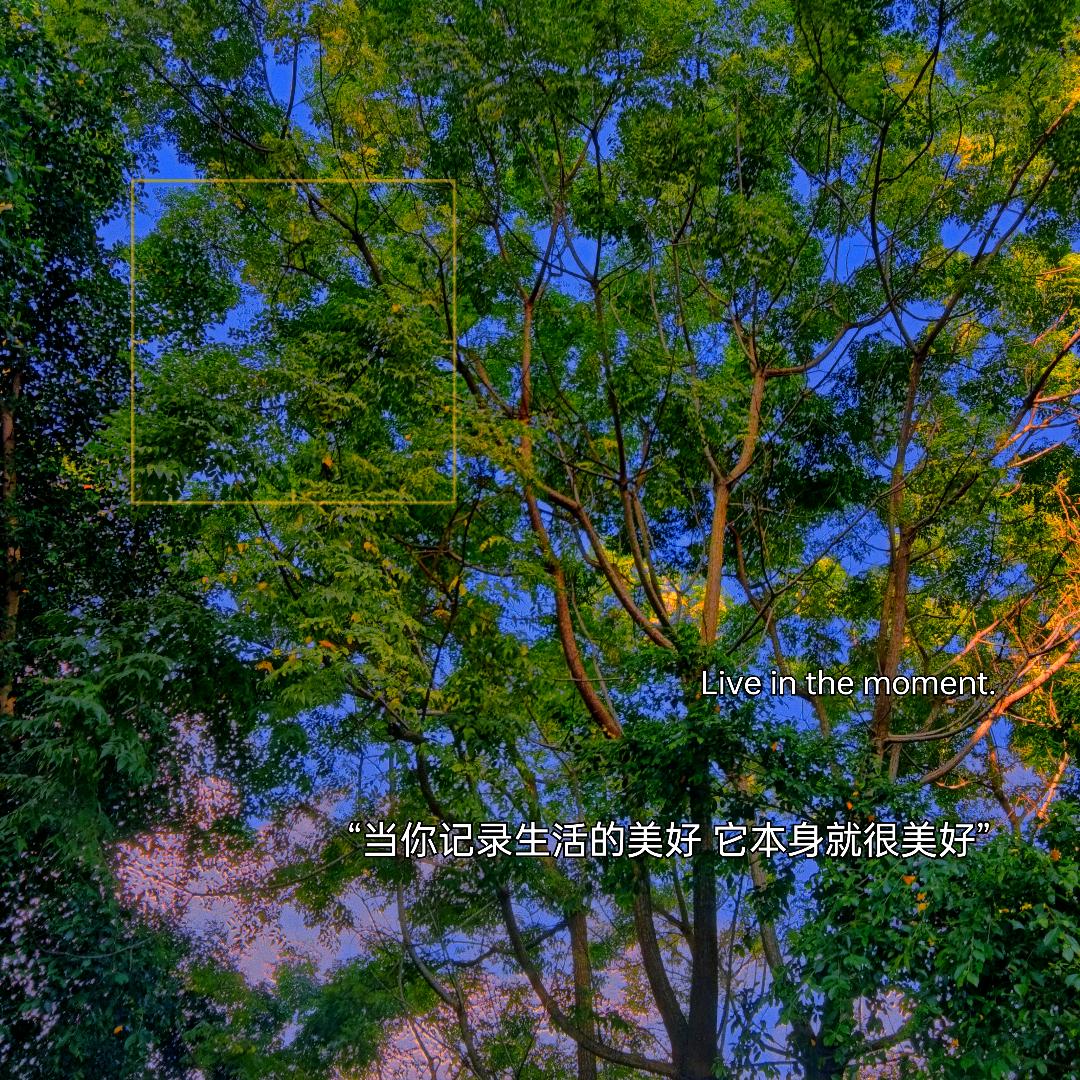 爱吃🐟的猫🐾