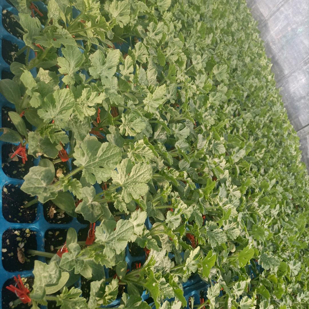 山东万合种苗 王芹