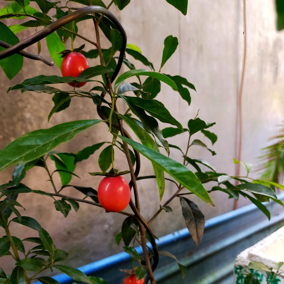 小谢《金弹子盆景》