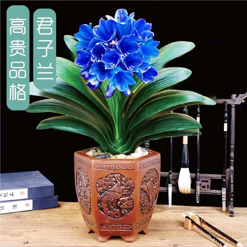 格格盆栽