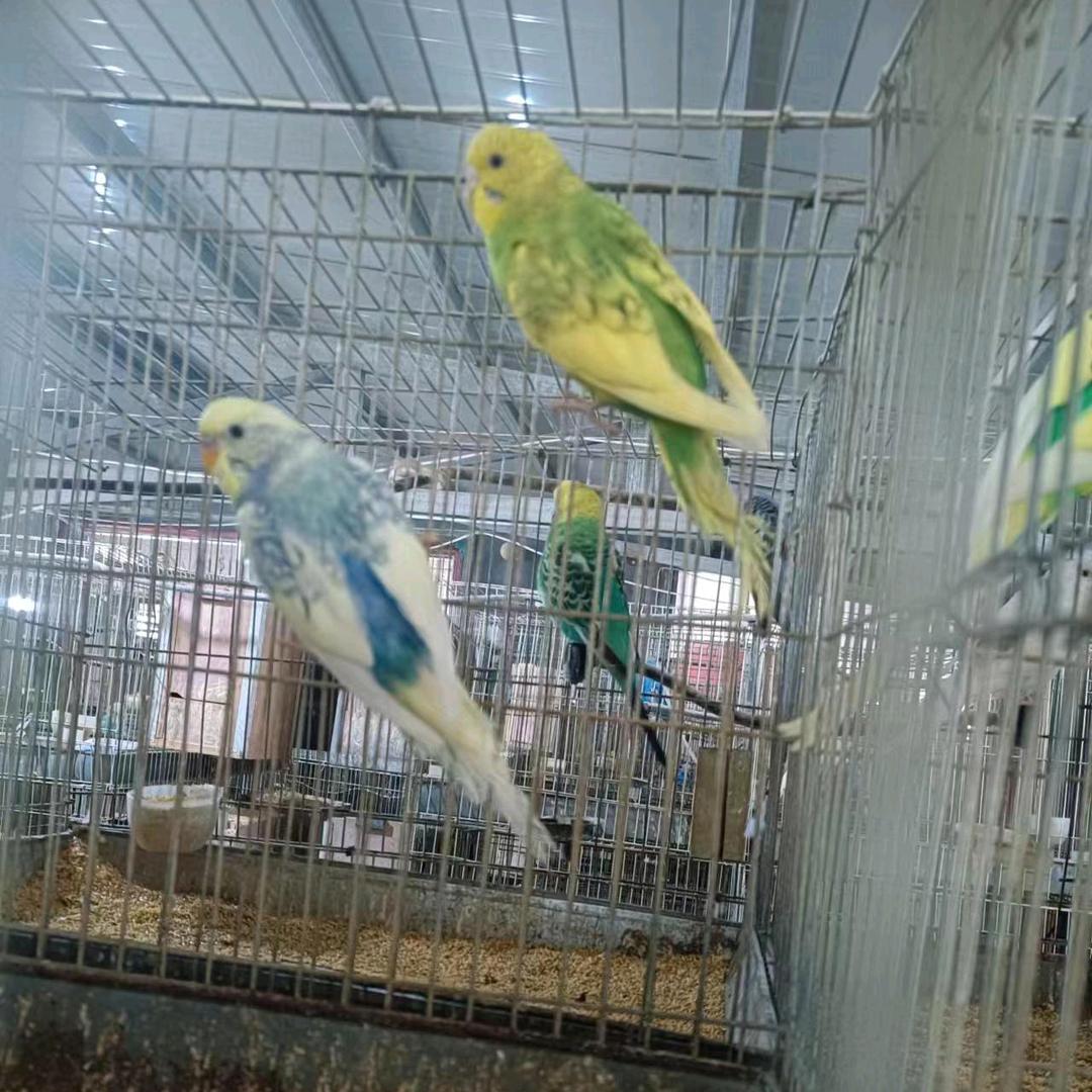 天降宠物用品@好物在橱窗