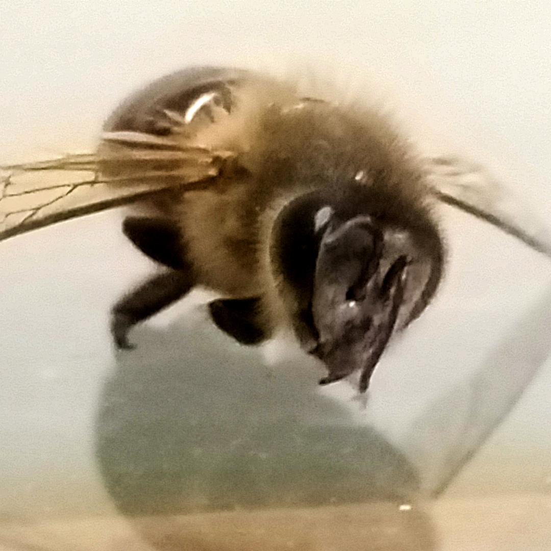 麻雀