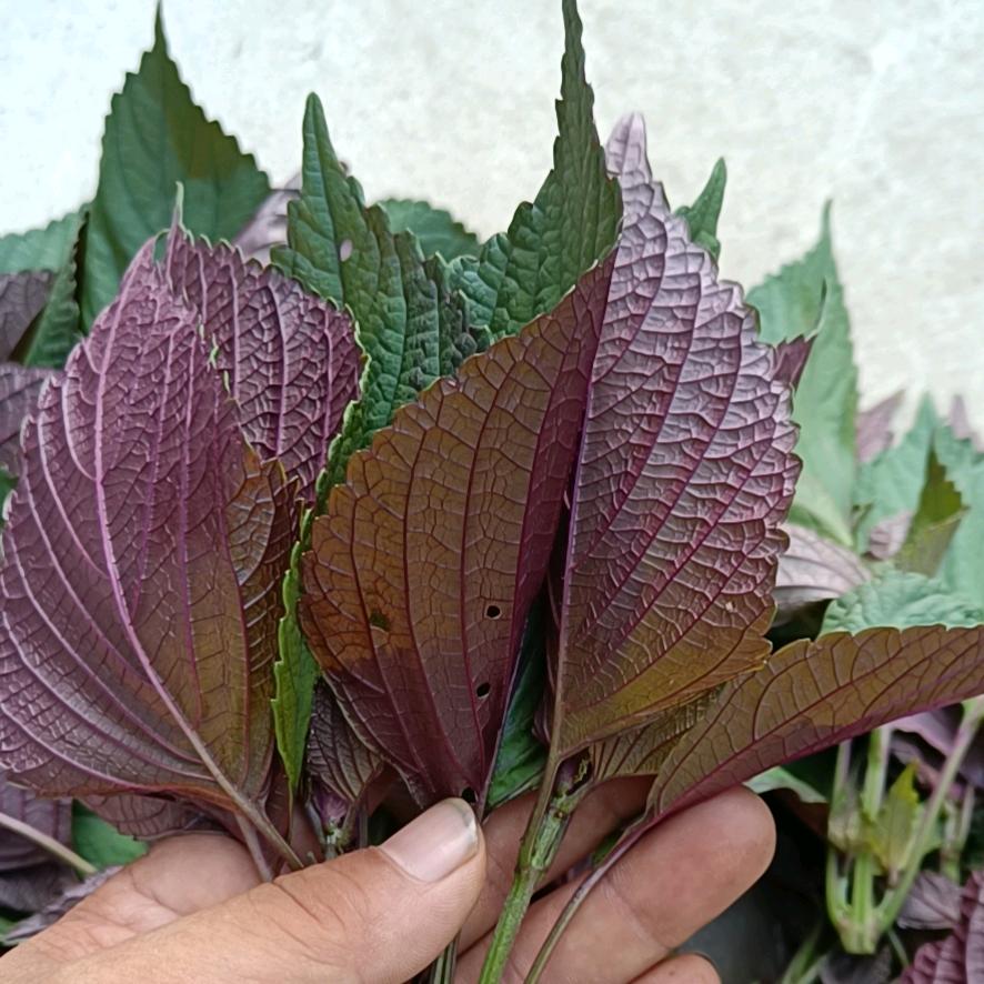 百草缘（紫苏）