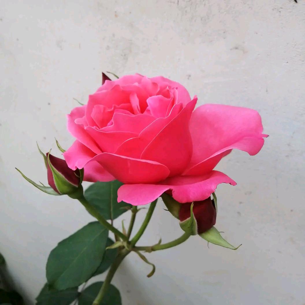 丽丽