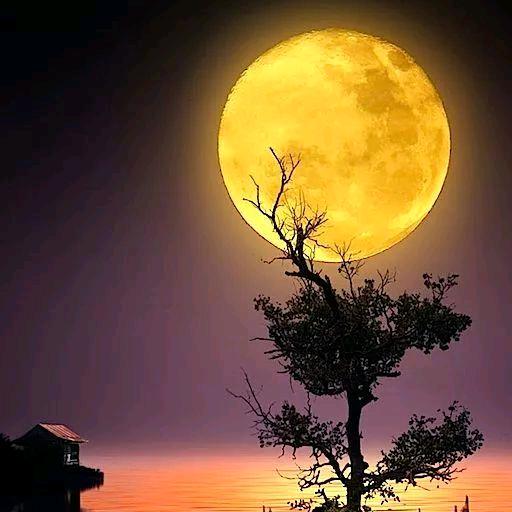 我还是月儿🌙