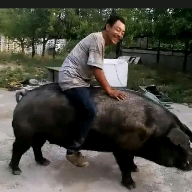 光哥（农场生活）