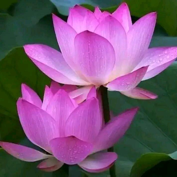 你就是我亲生的亲儿子