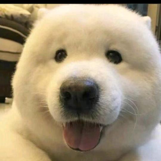 hhvv