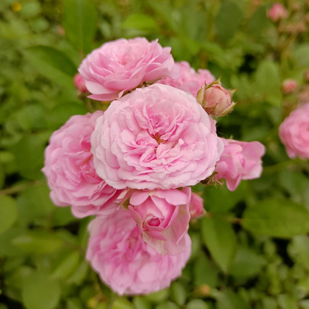 🌸小花儿🌸