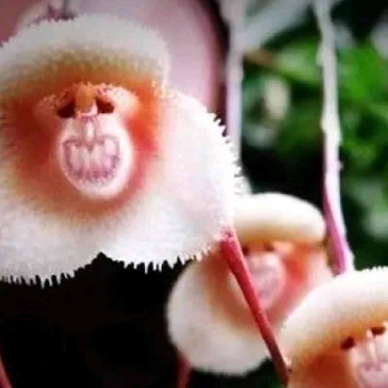 朵朵橱窗