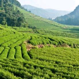 小丁富硒茶（绿茶和花茶批发）