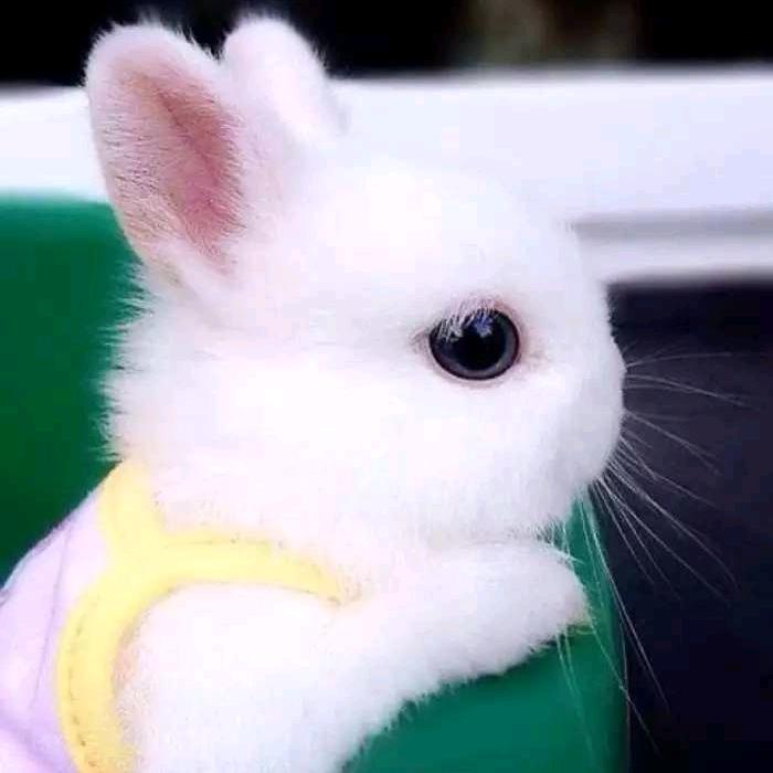 凡崽妈