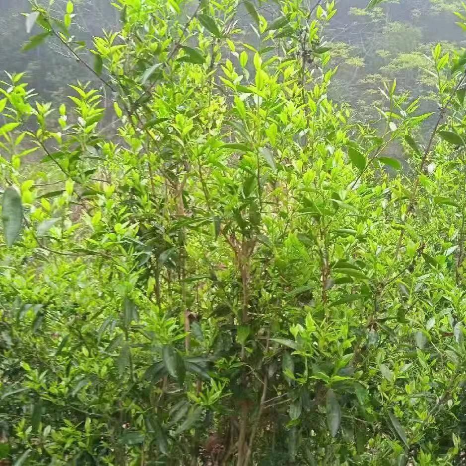 茶品孟花行