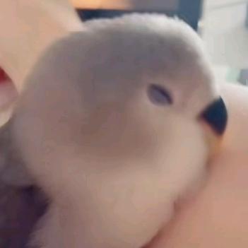 中药师
