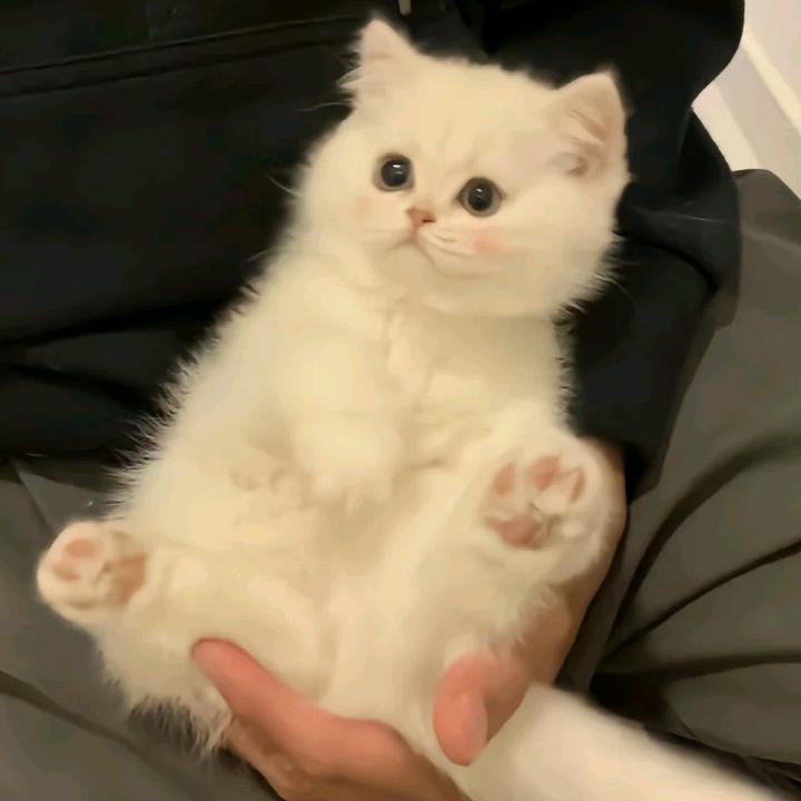 高枕
