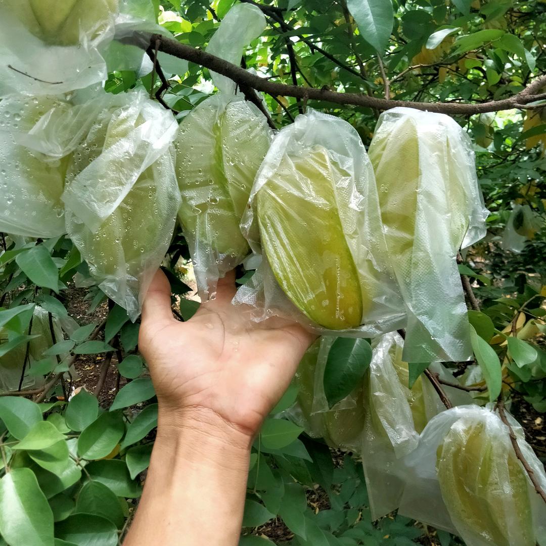 明锋