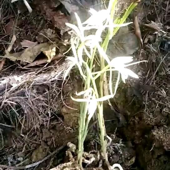打拐小兰草(芝兰)