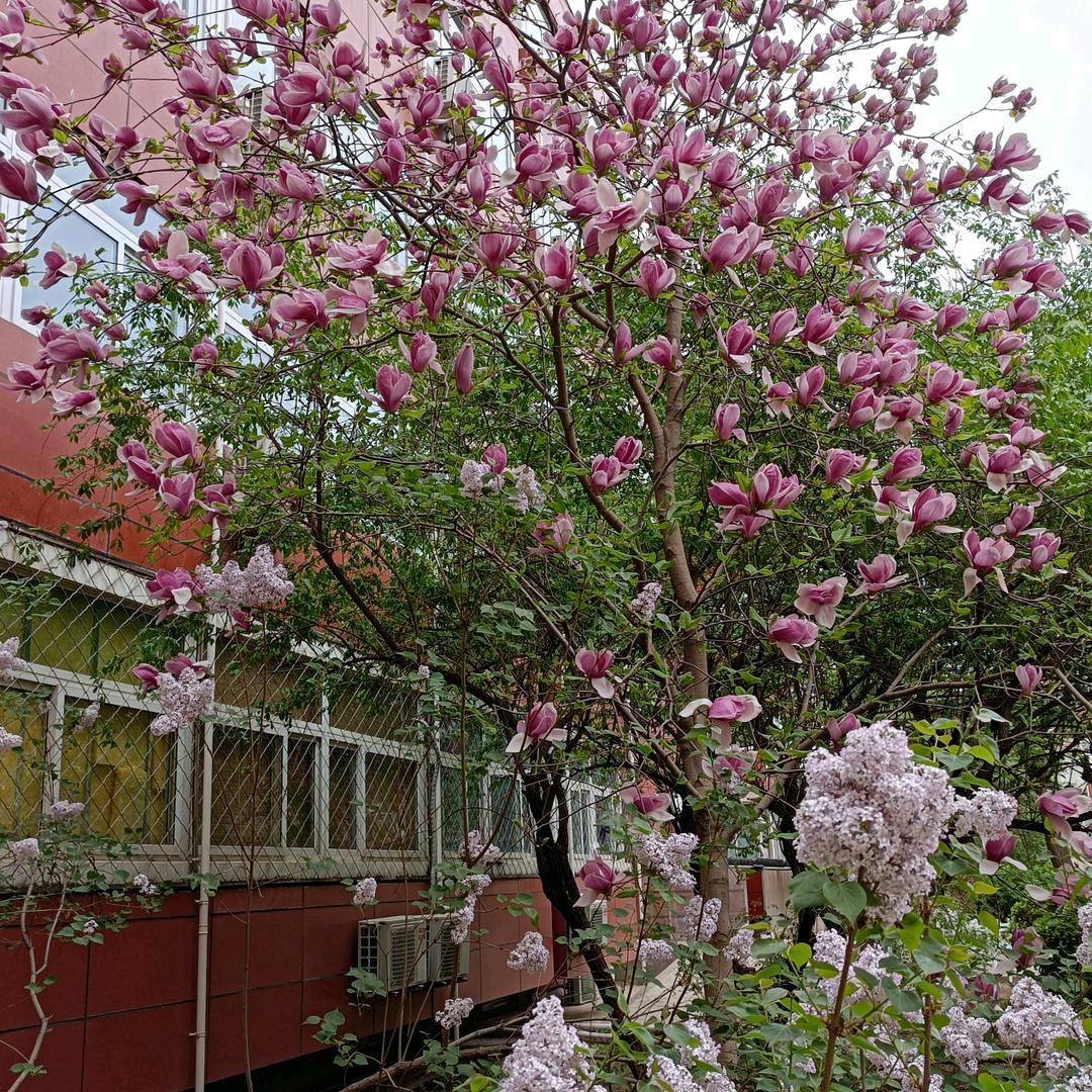 我从草原来