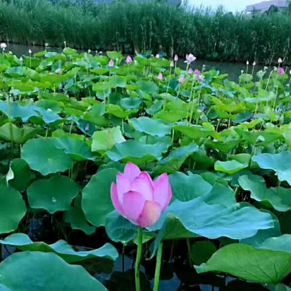 惜你如金