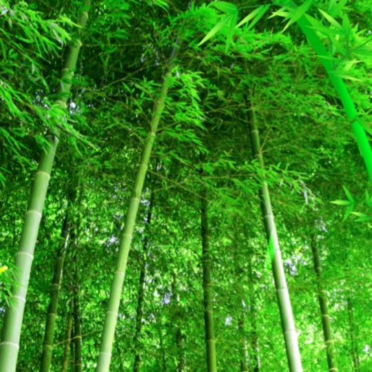 六弟小王子