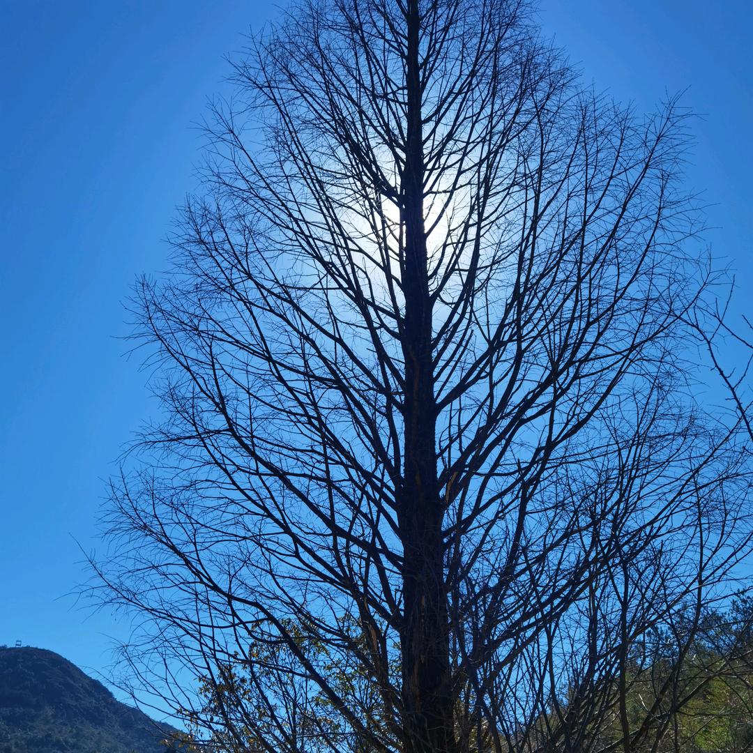 飞信传媒