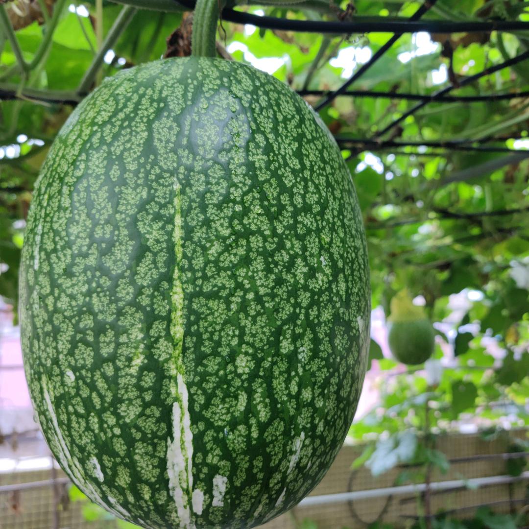 用户8535770609345鱼翅瓜