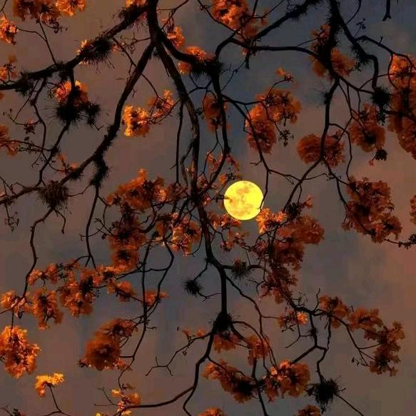 🍐🎼🍂((🍁⥎🍁))🍂