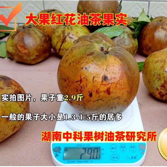 油茶苗，农业种植，树苗