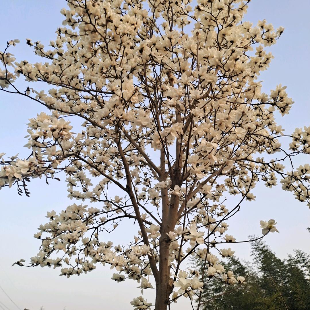 @青山长河