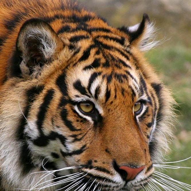 哥很丑但很温柔