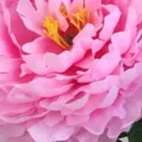 爱你，无怨无悔。马小虎