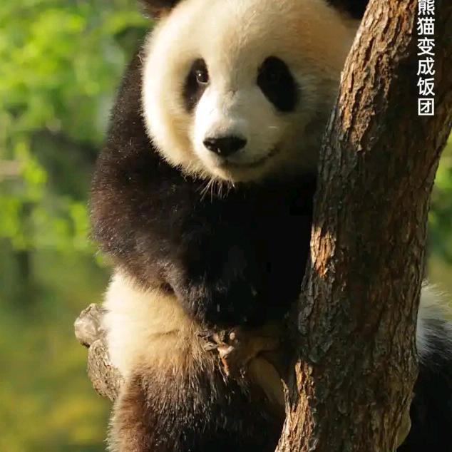 万人迷