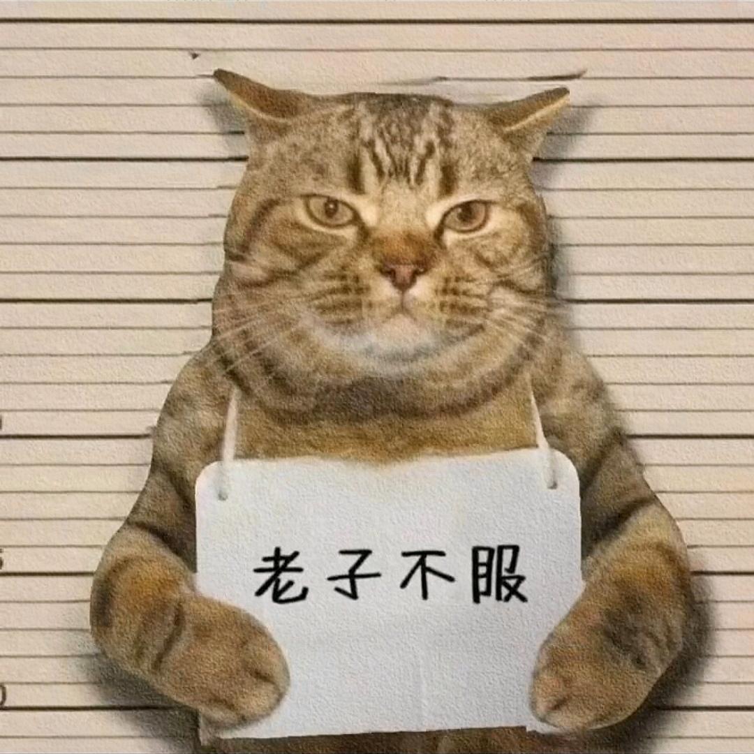 猫猫🐰