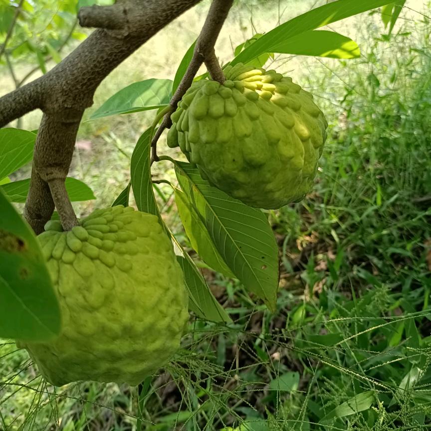 狂奔的蜗牛