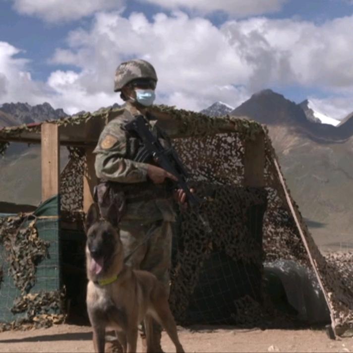 獒霸马驯养犬业