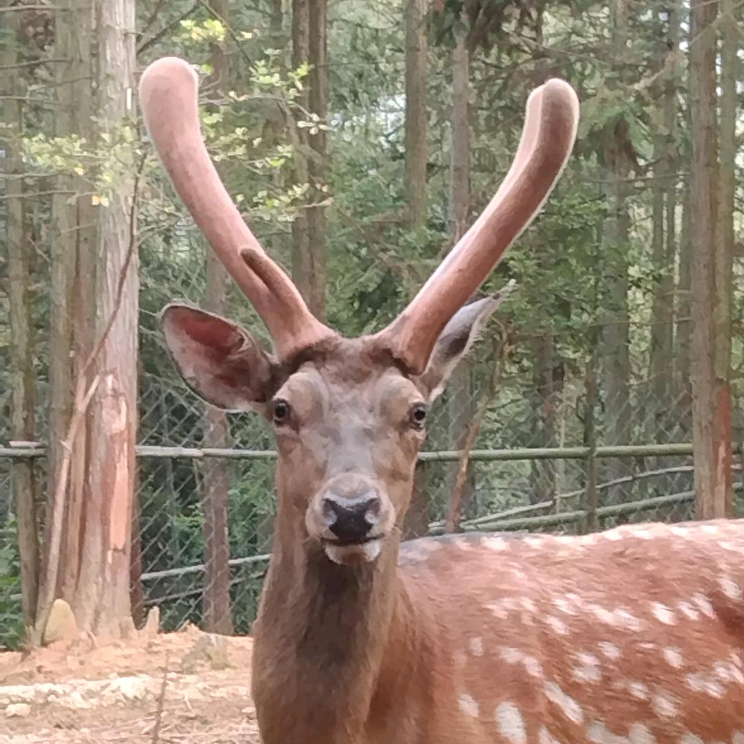 鲤鱼山鹿园