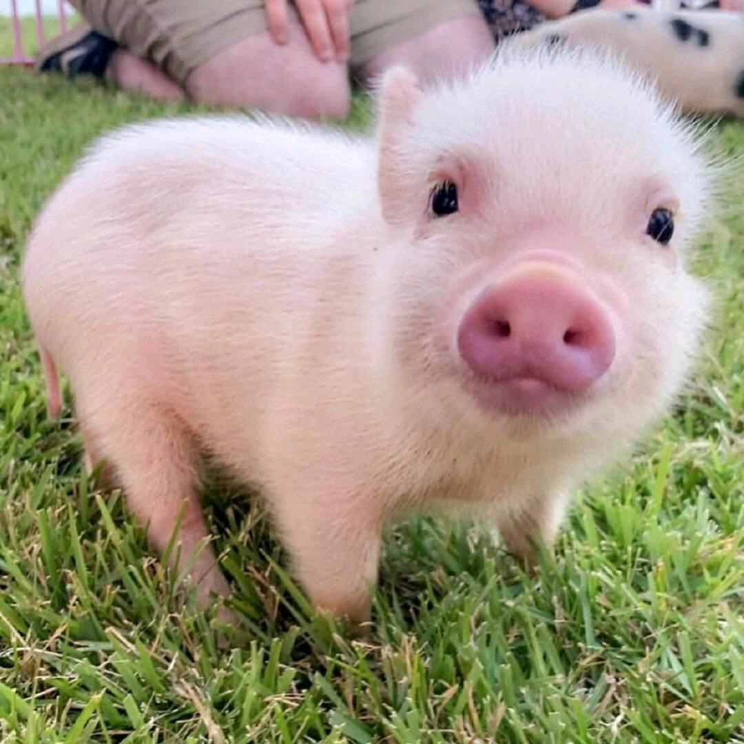 （星星）小谢生猪买卖