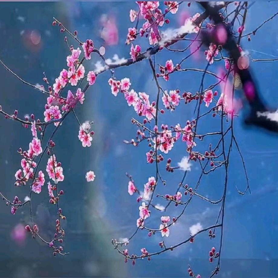 杨小羊