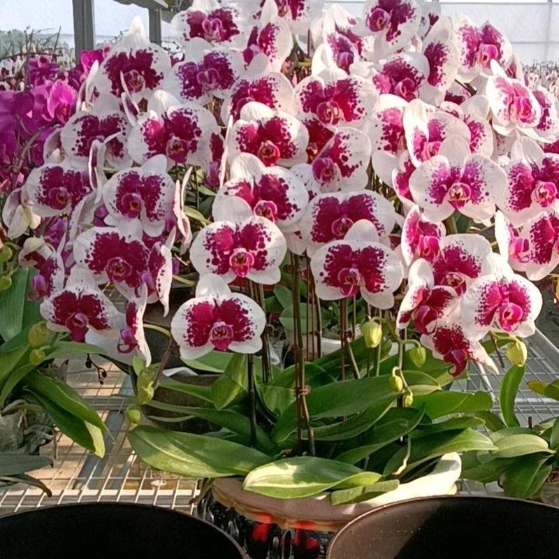 盛滋蝴蝶兰批发基地