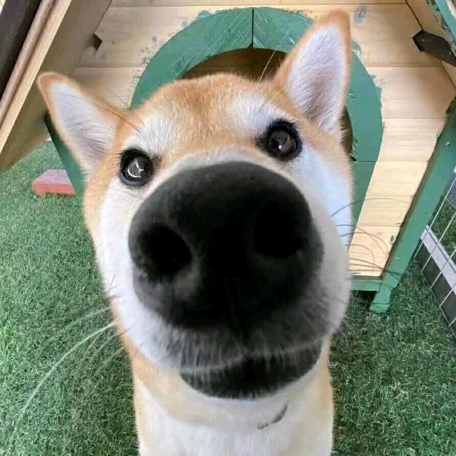 大逼斗