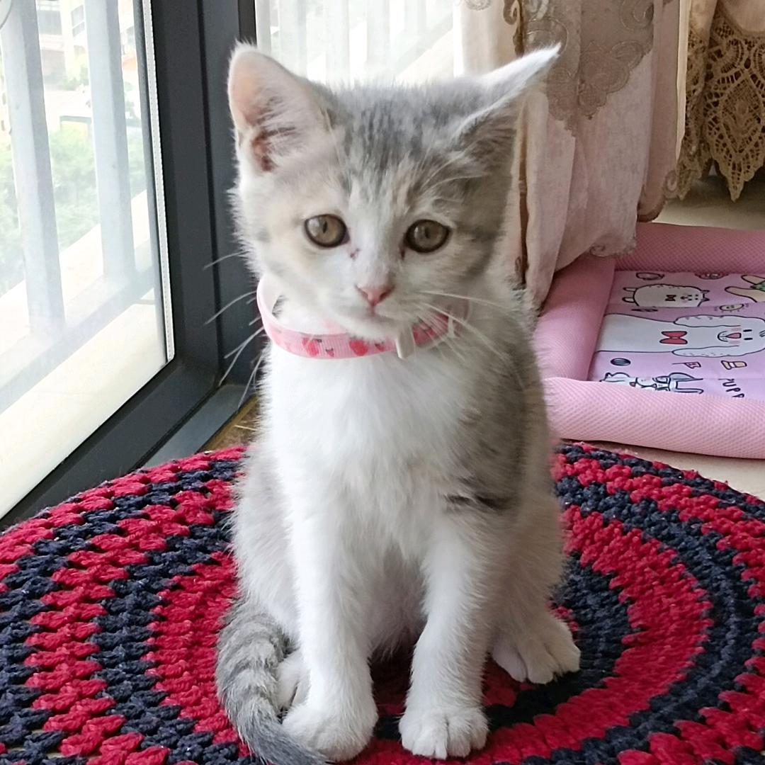 家有(๑><๑）小可爱