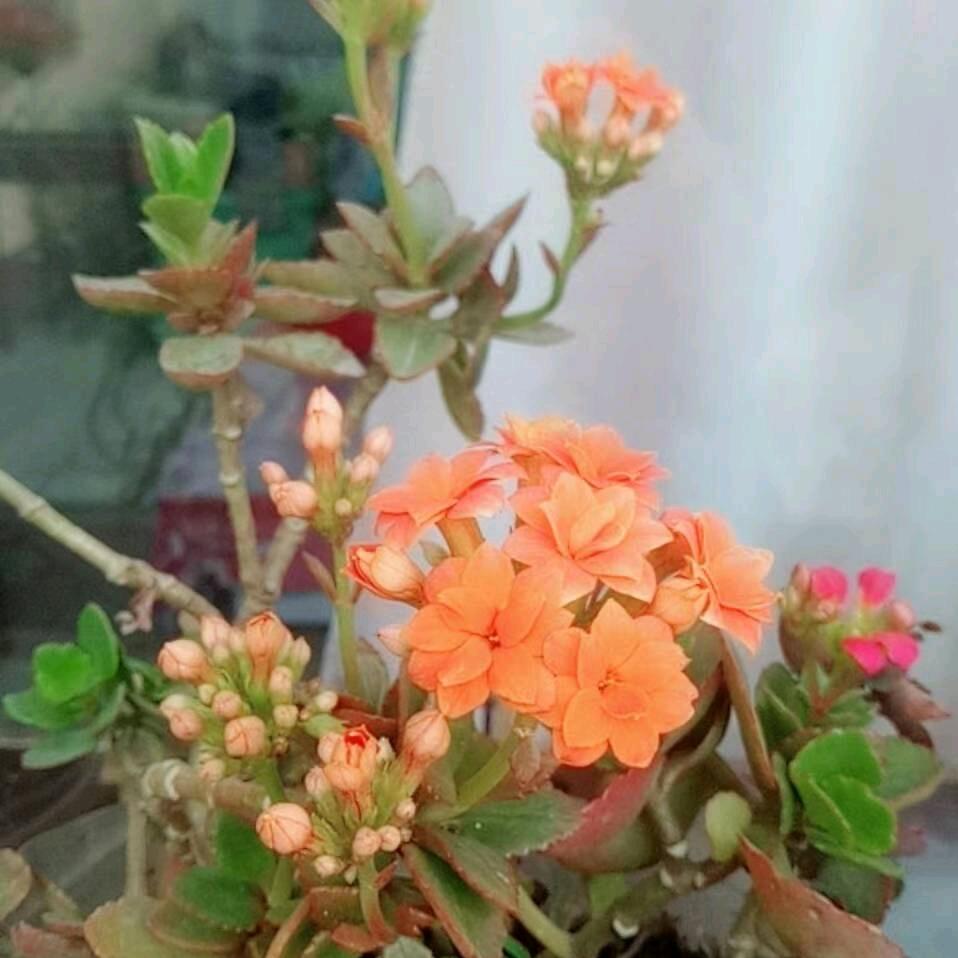 晨迎朝霞