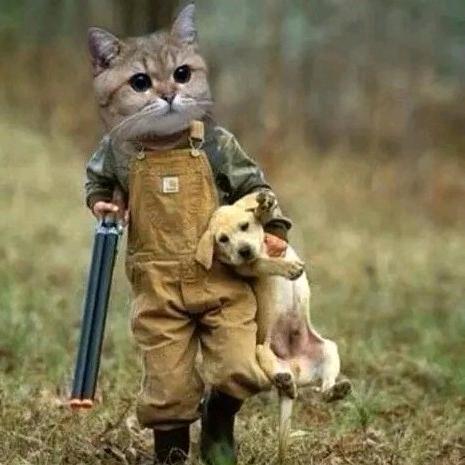 猫咪老师傅