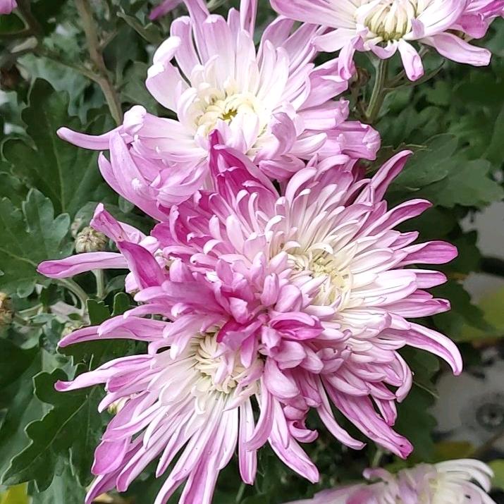 🌸诗雨~泊🌸