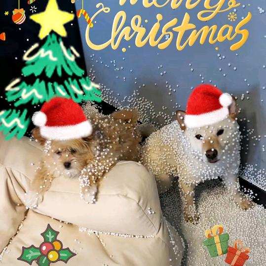 照井龙你到底行不行