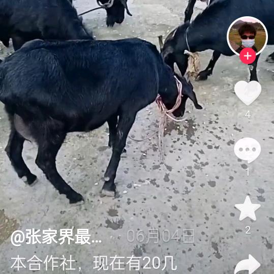 兵哥，长期买卖各种山羊