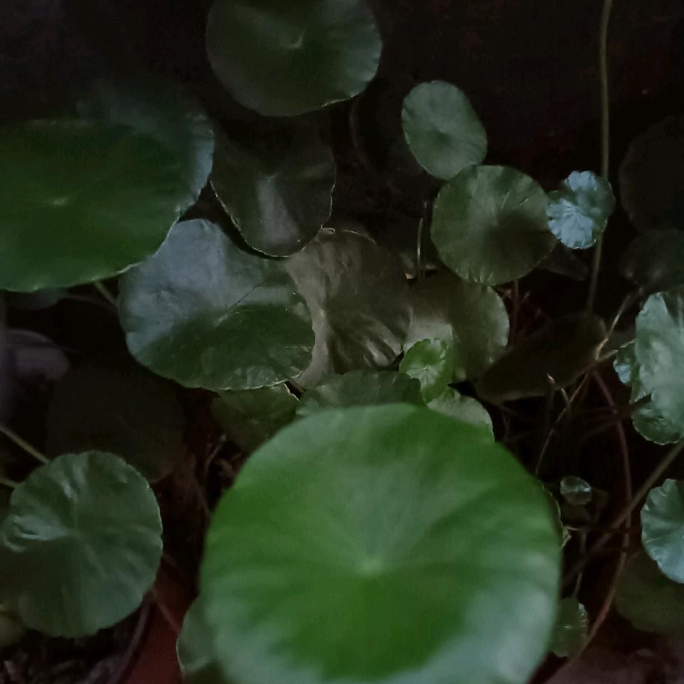平安
