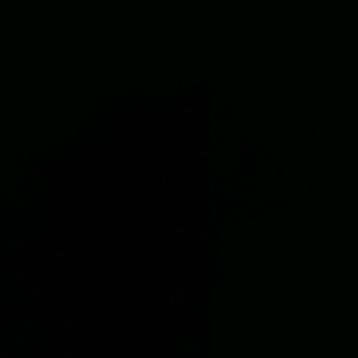 狮子座的小猴子