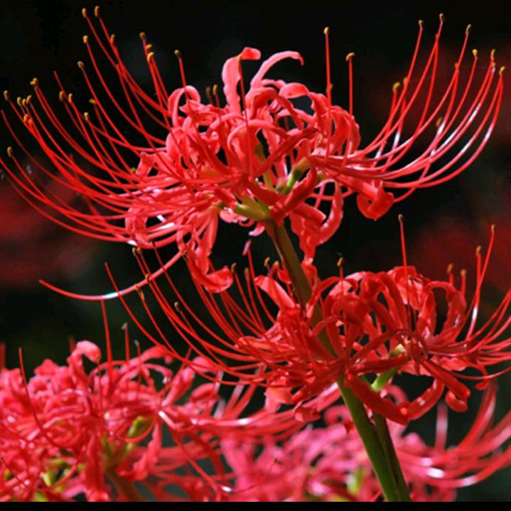 黎明的一线阳光