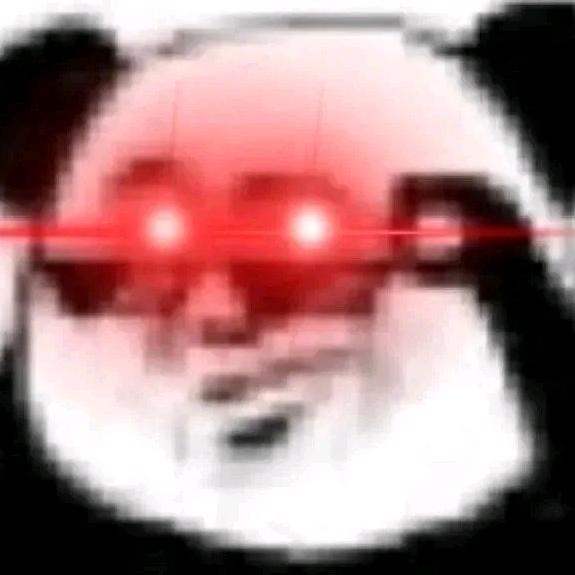 看！有只豚鼠